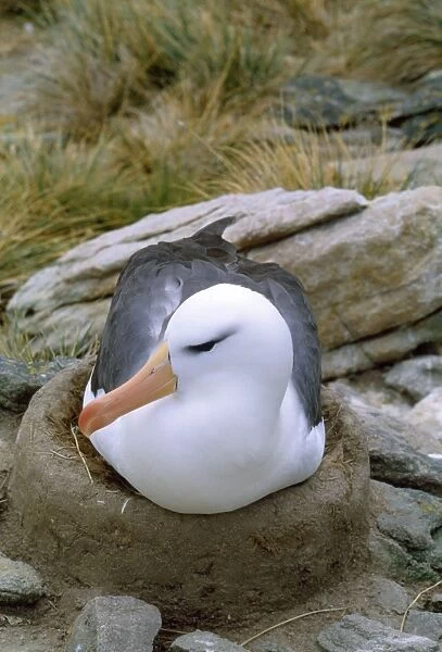 Black-browed Albatross - incubating on nest. New Island Falkland Islands