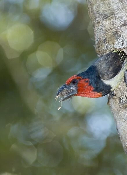 Black-collared Barbet removing debris from nest in nesting box made from sisal stem. Sings synchronised duets. Frugivorous, also taking insects. Inhabits woodland, riparian and coastal dune forests