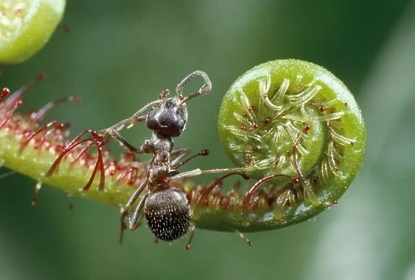 Black Garden Ant - caught in sundew - UK