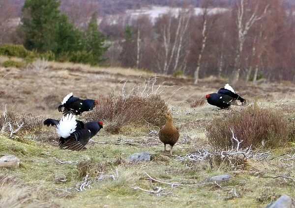 Black Grouse -Cocks and Grey hen on lek early morning - Moorland - April - Scotland UK