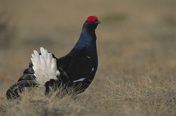 Black Grouse - Sweden - Male on lek - Eats seeds and buds as well as various berries and shoots - Prefers woodlands bordering clearings-bogs and fields - Seriously declining in Britain