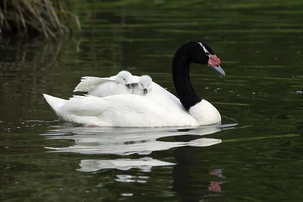 Black-necked Swan- parent bird transporting 2 cygnets on its back, Washington WWT, Tyne and Wear UK