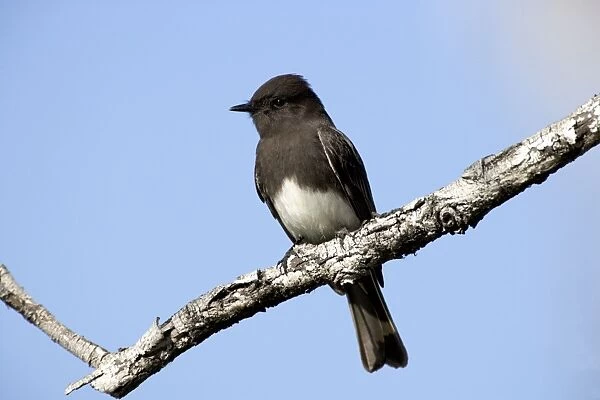 Black Phoebe - perched on branch Family: Tyrannidae (Tyrant flycatchers) Range: Western USA, south through Mexico, Central America, Venezuela through Bolivia and Northern Argentina (this photograph: southern California)