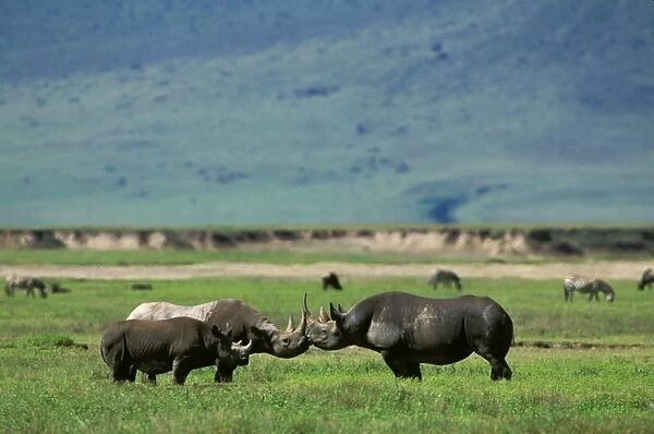 Black Rhinoceros - female in oestrus, her 19-month-old calf, & male - play-fight before mating, Ngorongoro Conservation Area, Tanzania JFL11816