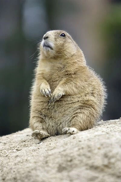 Black-tailed Prairie Dog - resting on its haunches, Emmen, Holland