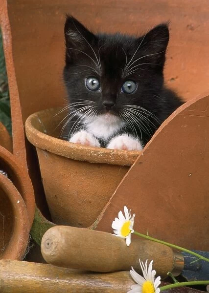 Black & White Cat - kitten in flowerpot