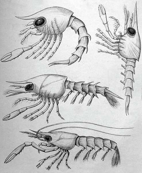 Black & White Illustration: Crab zoea larvae. Pagurus etc
