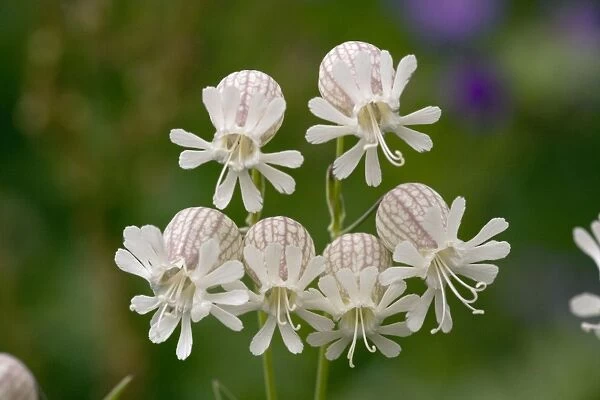 Bladder campion (Silene vulgaris) in flower. Widespread and common