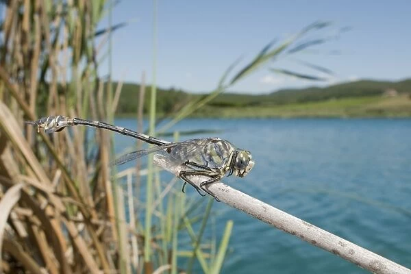 Bladetail Dragonfly - in habitat - Tuscany - Italy