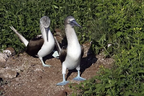 Blue-Footed Booby - two. Seymour Island - Galapagos