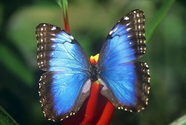 Blue Morpho Butterfly Costa Rica