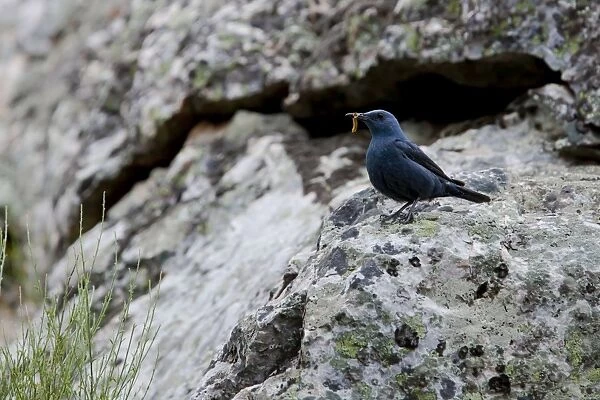 Blue Rock Thrush - adult male perching on a rock - Southern Spain