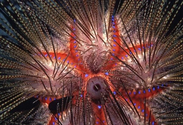 Blue-Spotted Pacific Urchin - close up of spines - Indo Pacific AU-1497