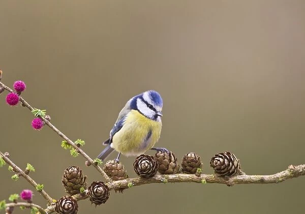 Blue Tit - on larch - Bedfordshire - UK 12301