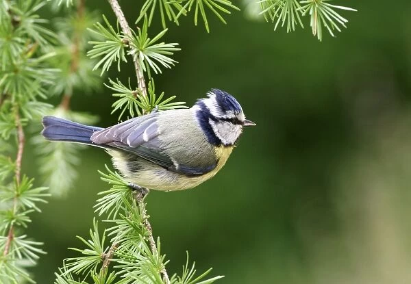 Blue Tit On spruce West Wales, UK