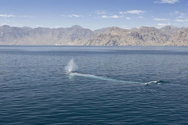 Blue Whale - underwater as seen from above - Sea of Cortez - California - Mexico