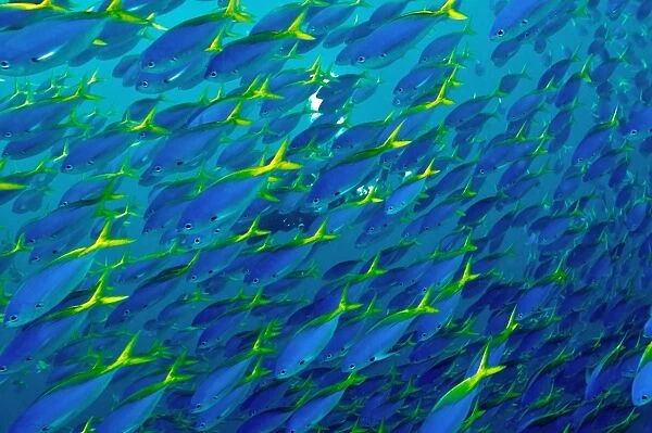 Blue and Yellow Snapper - seen in vast schools moving as one along the reef dropoffs - plankton feeding fish - Fiji