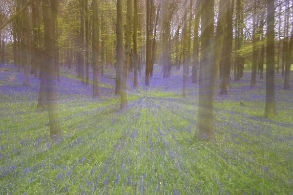 Bluebells - in Beech Woodland, Dockey Wood, Herts, UK Zoom blurs - no digital manipulation PL000166