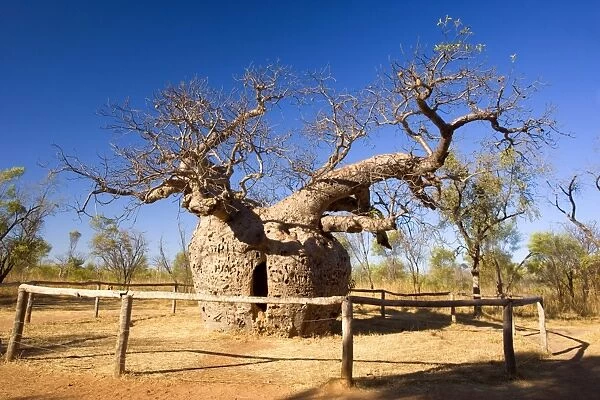 Boab Prison Tree - a very ancient but hollow Boab with an opening through which one can climb inside - Derby, Kimberley Region, Western Australia, Australia