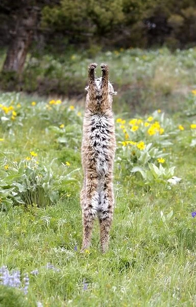 Bobcat - on hind legs. Montana - USA