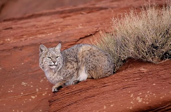Bobcat - Lying on rock North America