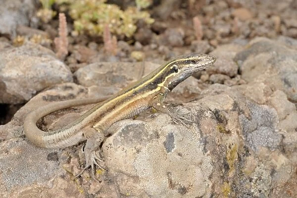Boettger's Lizard - young - La Gomera - Canary Islands