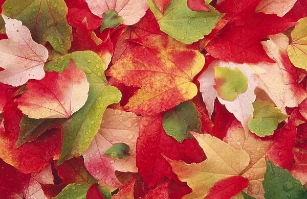 Boston Ivy Leaves In autumn