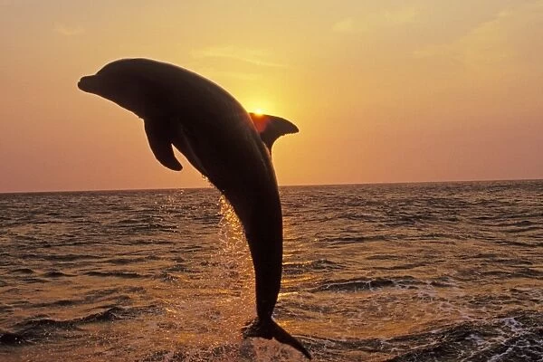 Bottle-nosed Dolphin - Leaping out of water at sunset 2Mo26