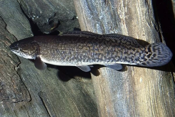 Bowfin - freshwaters North America