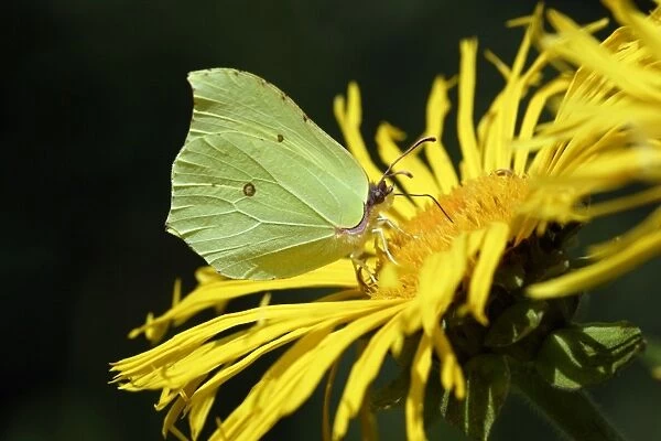 Brimstone Butterfly- feeding on garden plant, Lower Saxony, Germany