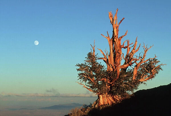 BRISTLECONE PINE - with full moon