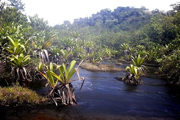bromeliad species - growing in water. Venezuela
