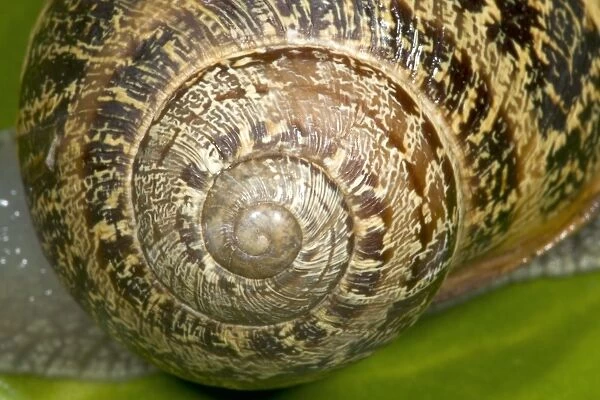 Brown Common Garden Snail - Close-up of shell showing striking spiral UK garden