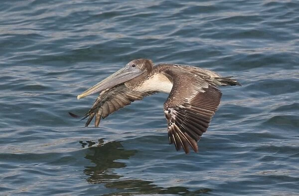 Brown Pelican - in flight over water - West Coast Mexico in March