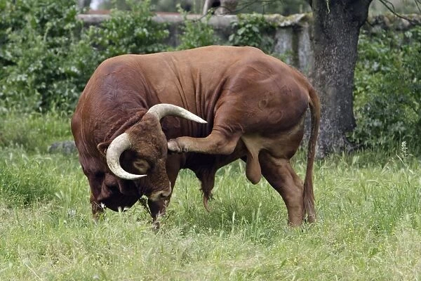 Bull - on meadow, Alentejo, Portugal