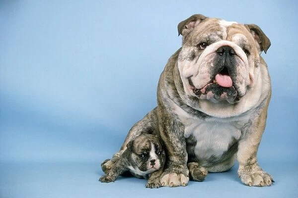 Bulldog - with puppy