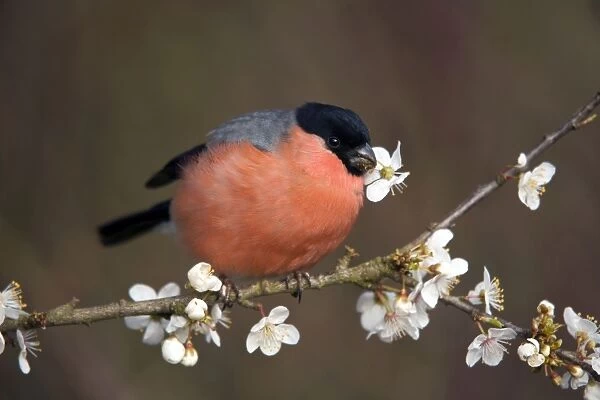 Bullfinch - male - eating blossom - Cornwall - UK