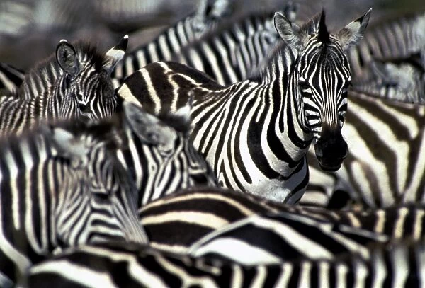 Burchell's  /  Common  /  Plains Zebra - Group together Maasai Mara, Africa