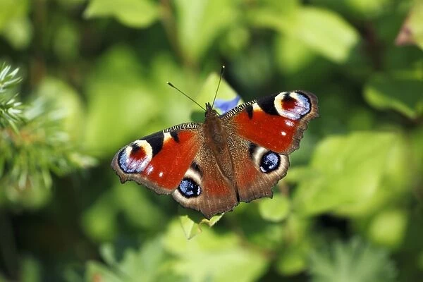Butterfly, Peacock - resting on flower in garden, Lower Saxony, Germany