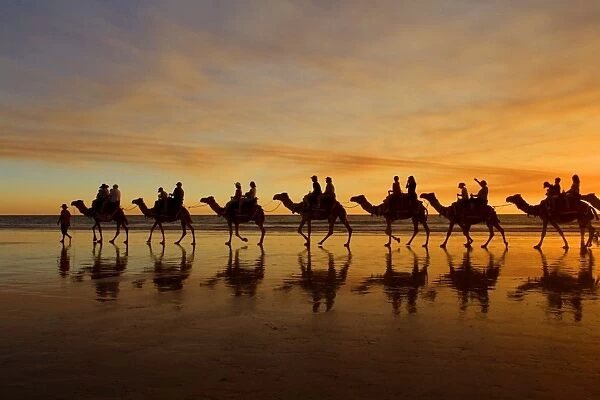 Camel safari - famous camel safari on Broom's Cable Beach at sunset with camels reflecting on wet beach - Cable Beach, Broome, Western Australia, Australia