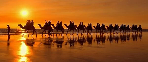 Camel safari - famous camel safari on Broom's Cable Beach at sunset with camels reflecting on wet beach - Cable Beach, Broome, Western Australia, Australia