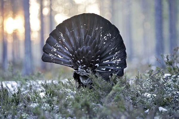 Capercaillie - male displaying - back view showing tail. Kuhmo - Finland