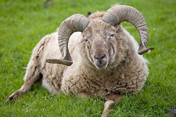 Castlemilk Morrit ram sheep - Cotswold Farm Park Temple Guiting Glos UK