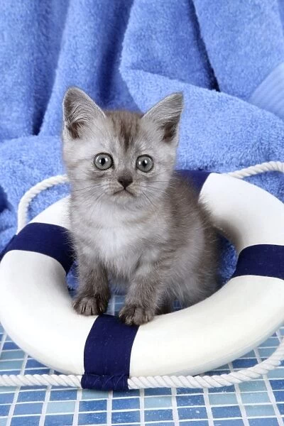 Cat. Asian. Black smoke kitten (8 weeks) sitting in life buoy