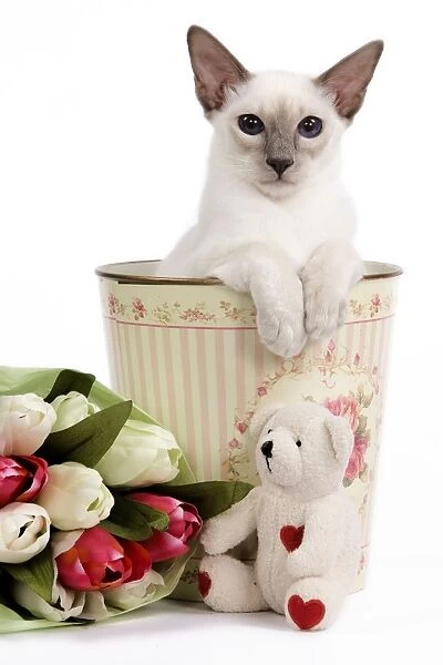 Cat - Balinese - Kitten in bin with teddy and flowers