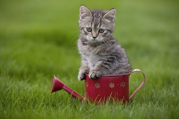 Cat - British Shorthair - 8 week old kitten sitting in watering can