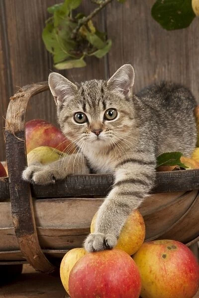 CAT. British shorthair X kitten laying on basket of apples