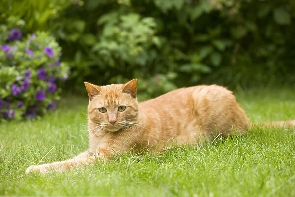 Cat - Ginger cat in garden