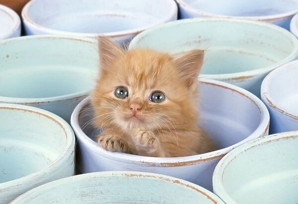 Cat - Ginger Kitten in flowerpot
