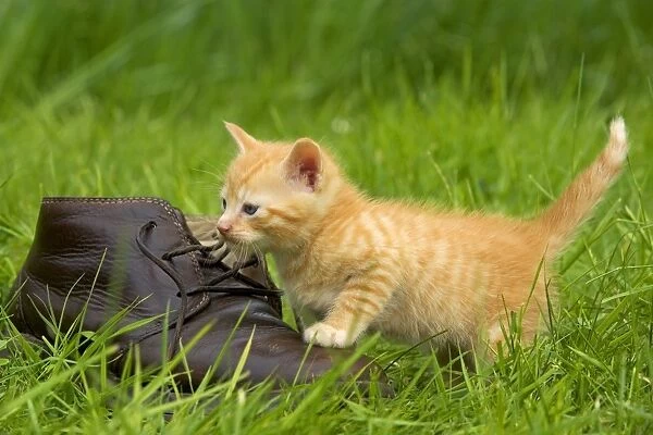 Cat - ginger kitten playing with person's shoe